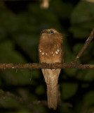 Blythes Frogmouth