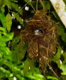 Silver-breasted Broadbill, in nest