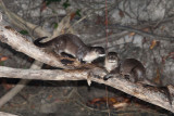 Neotropical Otter