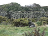 Rata forest on Enderby Island