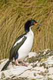 Auckland Shag