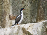 Bounty Island Shag