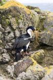 Macquerie Island Shag