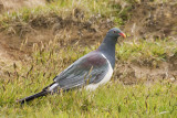 New Zealand Pigeon at Chatham Island