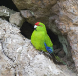 Red-crowned Parakeet at Chatham Island