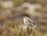 New Zealand Pipit at Campbell Island