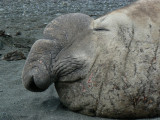 Elephant Seal snout
