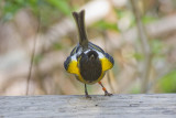 Stitchbird display