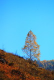 XinJiang - Hemu In the Morning Sep 11 禾木之晨