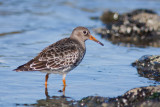 Paarse strandloper