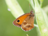 oranje zandoogje