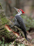 Grand Pic - Pileated Woodpecker