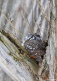 Nyctale de Tengmalm - Boreal Owl