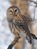 Chouette raye - Barred Owl