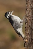 Pic  dos noir_4358 - Black-backed Woodpecker