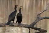 Cormoran  aigrettes_5605  -  Double-crested Cormorant