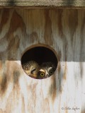 Petite Nyctale_6439 - Northern Saw-whet Owl