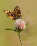 Argynne cyble (Speyeria cybele)_0271_1 