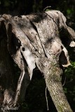 Larbre lphant_1576