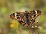 Papillon ocell  (Junonia coenia)_2072