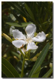 Oleander