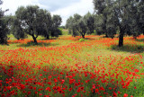 Olive Trees and Poppies