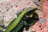 Emerald Lizard, Manuel Antonio National park