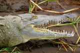 Charming Smile By Fidel Castro, Tarcol River