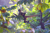 Spider Monkey In Jump, Tortuguero Forest