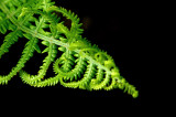 new fern