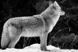 lone wolf 1.jpg