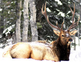 Elk2.jpg