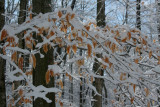 Snowy Beech Leaves and Limbs in WV Mtns tb0311scx.jpg