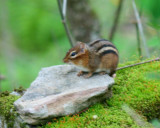 Chipmunk in Appalachian Woods tb0511qpr.jpg