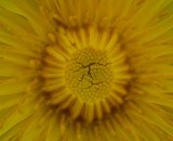 Dandelion Opening into Golden Rays tb0511qnr.jpg