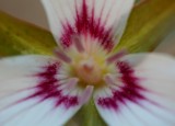 Painted Trillium Close-up Spring Colors tb0511qwx.jpg