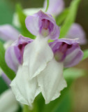 Colorful Showy Orchis Cluster Spring Mtns v 0511rcr.jpg
