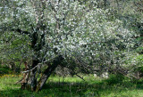 Leaning Apple Tree in Old Bailey Orchard tb0511qtr.jpg