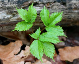 New Ginseng Plant in Appalachian Woods tb0511rer.jpg