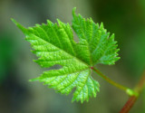 Wild Grape Leaf on Newly Grown Vines tb0511rqx.jpg