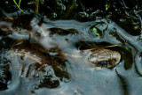 Garter Snake Twisted about in Small Stream tb0510tfr.jpg