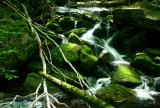 Stream Water Trickles thru Mossy Sticks and Stones tb0510tdr.jpg