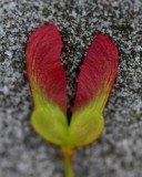 Maple Seed Resting on Granular Sandstone v tb0611orxx.jpg