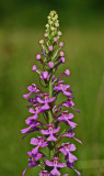 Large Sunny Peramonea Orchid on Elk River tb0711dgr.jpg