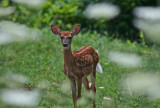 Frontal View Whitetail Fawn thru Wildflowers tb0811for.jpg