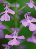 Purple Fringeless Orchid Sunny Blooms v tb0811ffr.jpg