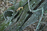 Section of Old Chesnut Log in Mtn Woods tb0811fnx.jpg
