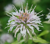 Wild Bergamot Bloom in Appalachians tb0811fwr.jpg