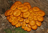 Nice Cluster Fluorescent Orange Mushrooms by Stump tb0811frr.jpg