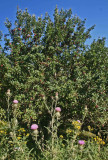 Red Apple Tree and Pasture Thistle Blooming v tb0811hir.jpg